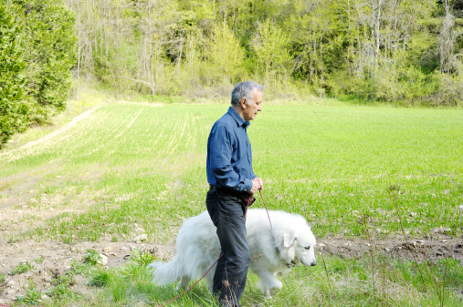 Senior man walking dog on a long line/lunge through the forest - healthy living concept