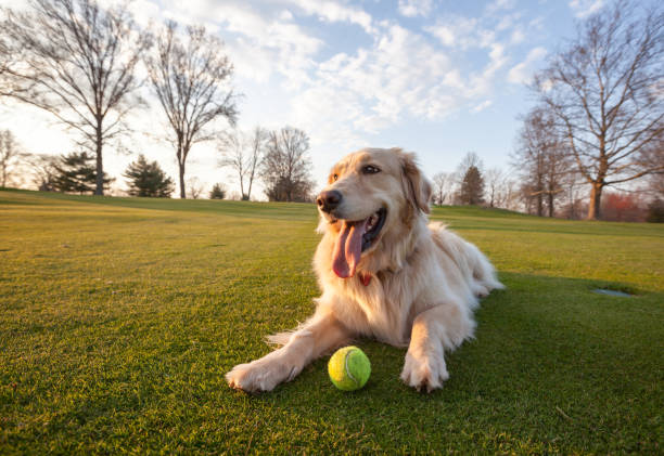 собака на зеленом поле - field dog retriever green стоковые фото и изображения