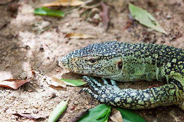 istock Nile Monitor Lizard 171250283