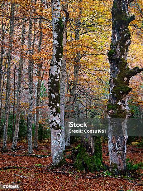 Caída Foto de stock y más banco de imágenes de Aire libre - Aire libre, Belleza de la naturaleza, Boscaje