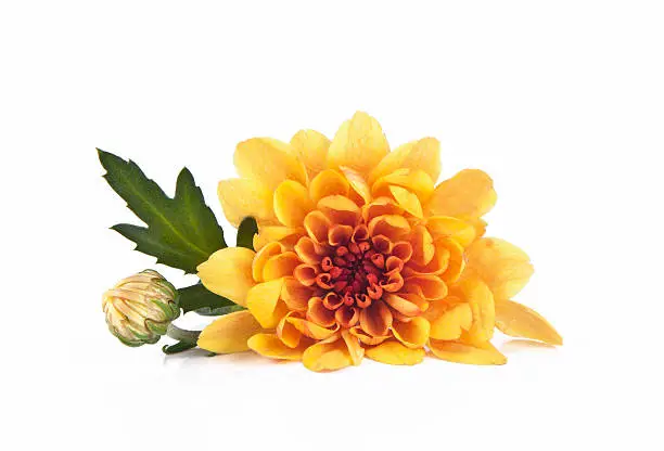 "Chrysanthemum yellow,  flowers"