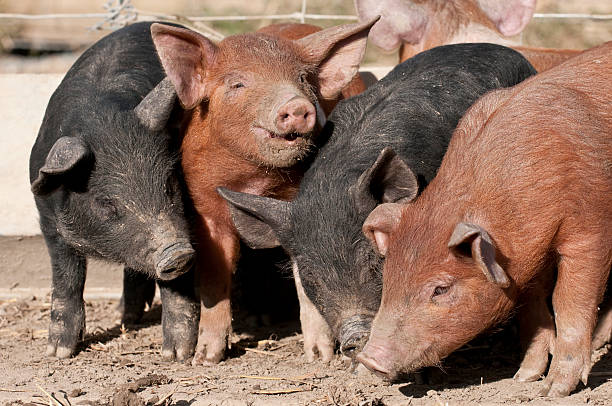istock happy as a pig in muck 171250969
