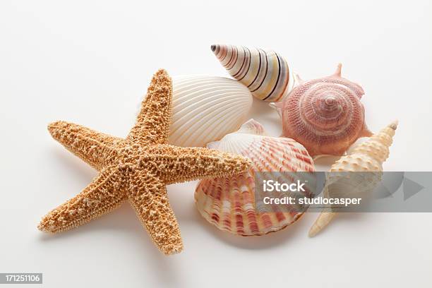 Carcasas Estrella De Mar Foto de stock y más banco de imágenes de Crustáceo - Crustáceo, Fondo blanco, Variación
