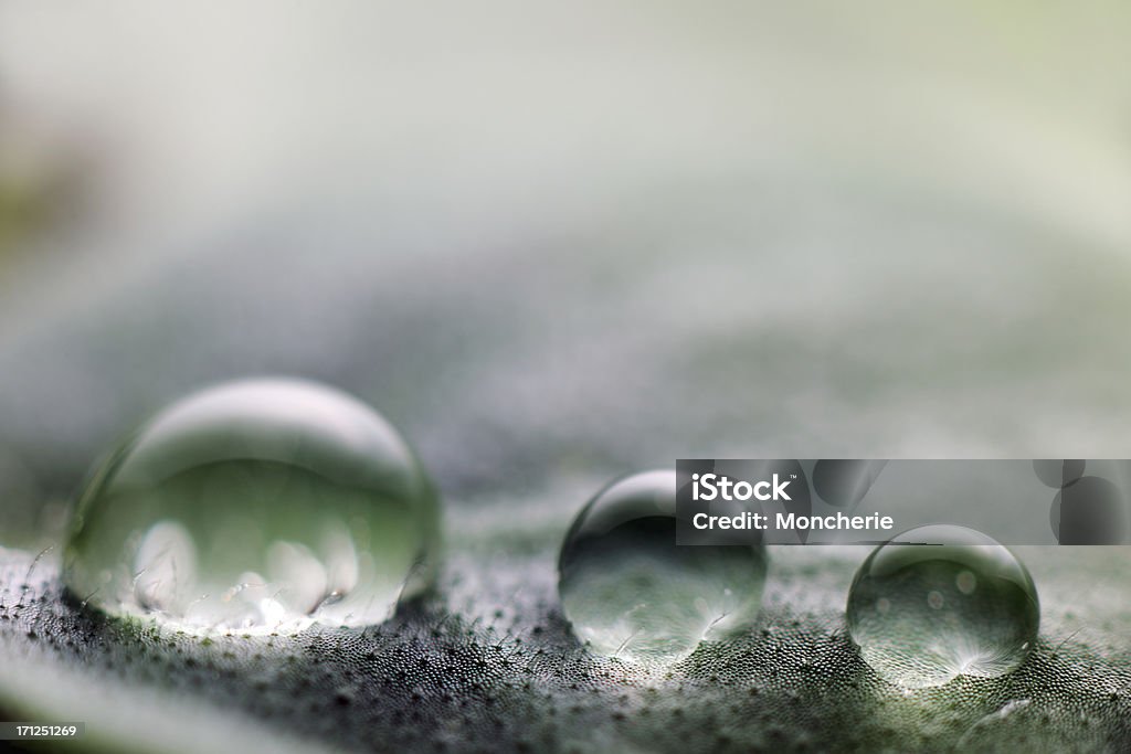 Water drops on a leaf Water drops on a leaf - super macro- shallow dof Care Stock Photo