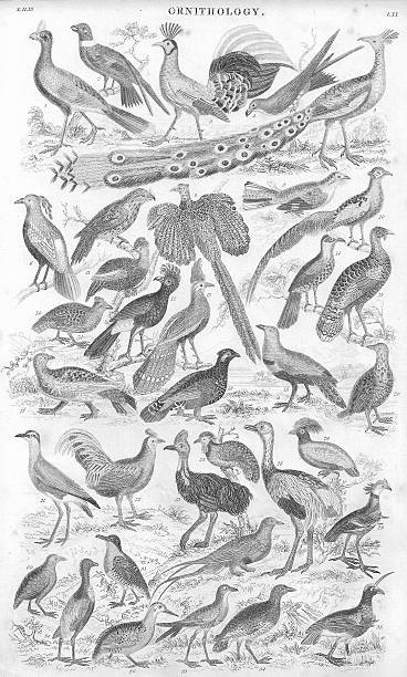 istock Gamebirds old litho print from 1853 171251309