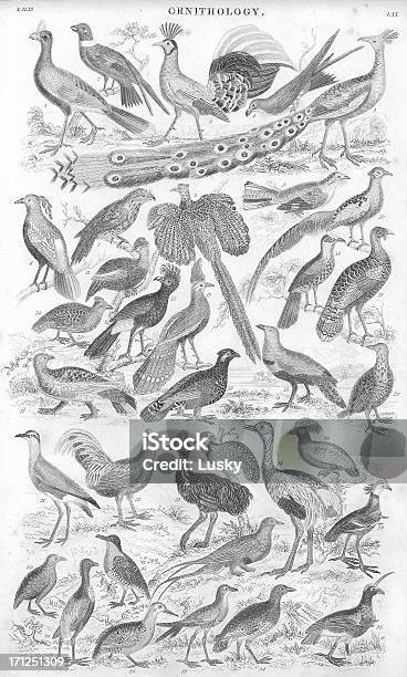 Gamebirds Old Litho Print From 1853 Stock Photo - Download Image Now - Lithograph, Willow Grouse, Antique