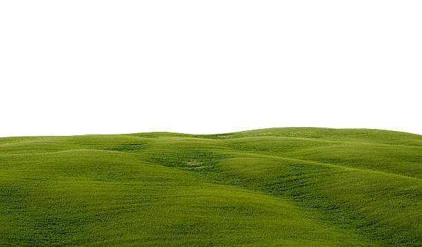 istock wheat landscape hill in Tuscany - isolated on white 171251313
