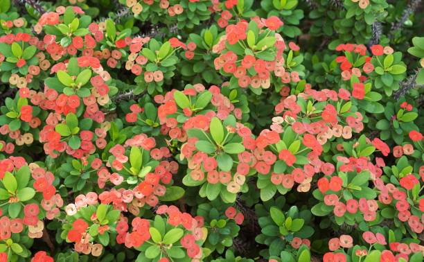 istock red flowers in the garden. 1712518044