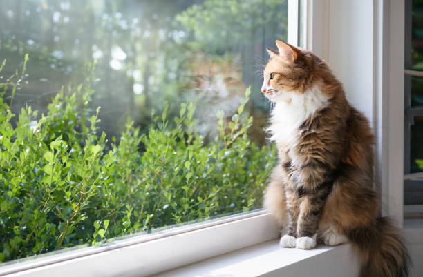 Relaxed cat sitting on window sill