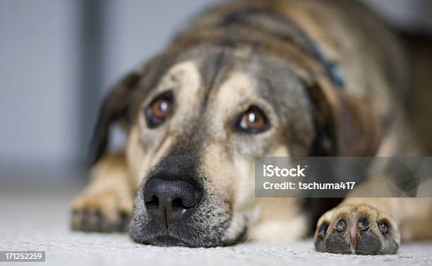 경견 노즈 개에 대한 스톡 사진 및 기타 이미지 - 개, 개 교배종, 구조된 개