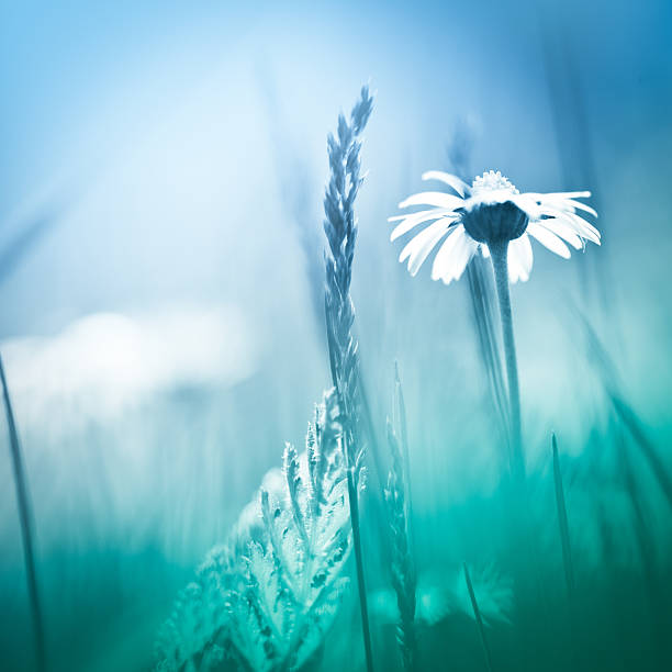 daisies en el campo - cross procesed fotografías e imágenes de stock