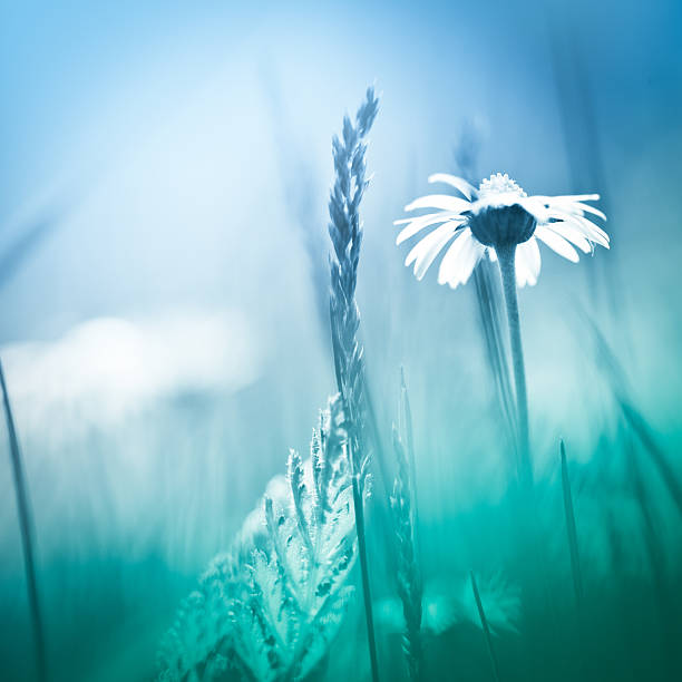 daisies dans le champ - blue chamomile photos et images de collection