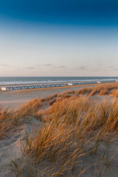 istock beach houses in a row along the Dutch coast 171252449