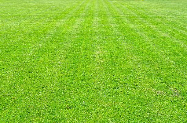 istock Defocused closeup of grass 171252480