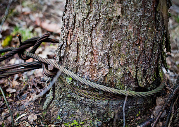 istock Wood damaged by steel cable. 171252587