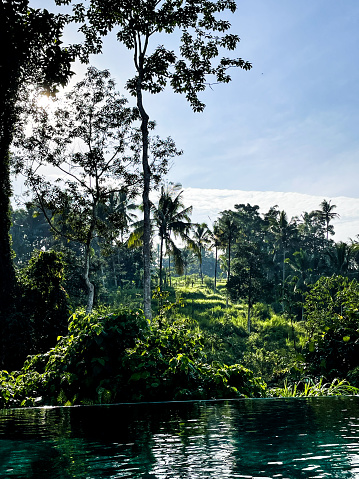 Balinese Jungle from an Infinity Pool. Ubud, Bali