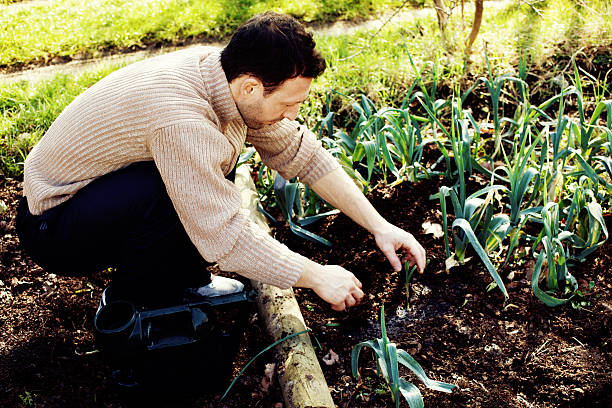 Man Harvesting Leeks stock photo