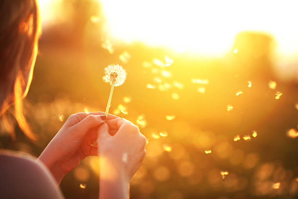 遊び心のある若い女性の吹きたんぽぽ - dandelion ストックフォトと画像