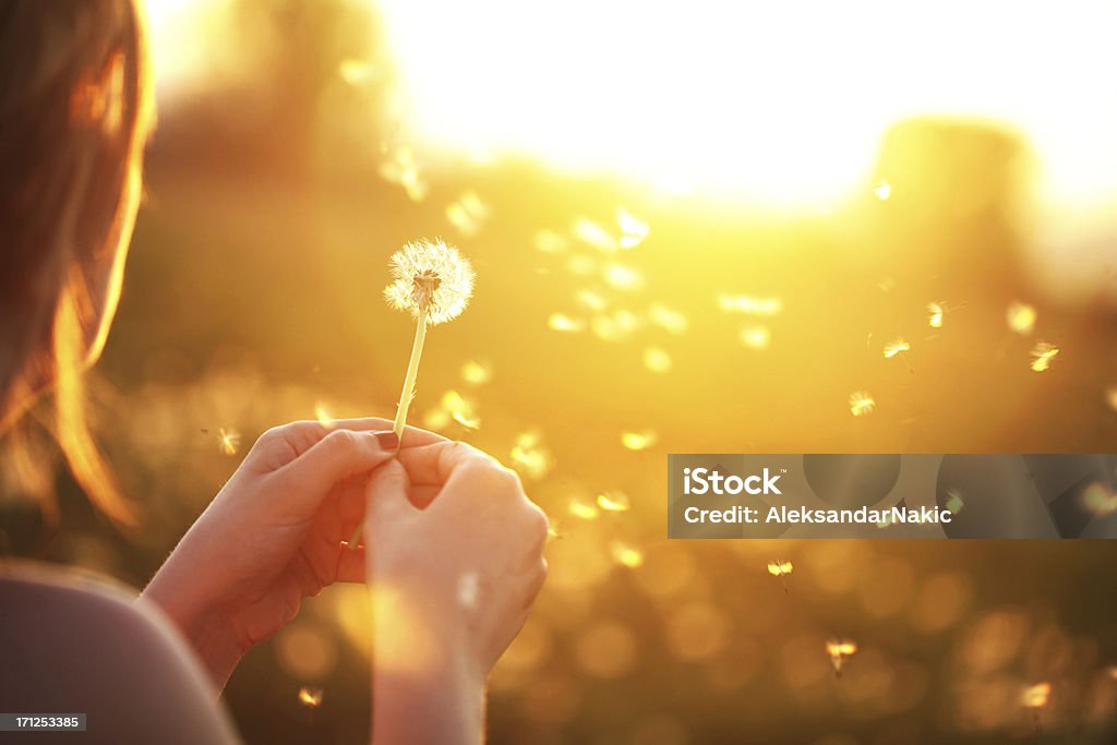 Young woman playfully blowing a dandelion Young woman blowing a dandelion Dandelion Stock Photo