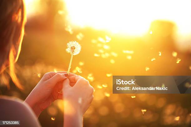 Young Woman Playfully Blowing A Dandelion Stock Photo - Download Image Now - Dandelion, Blowing, Sunrise - Dawn