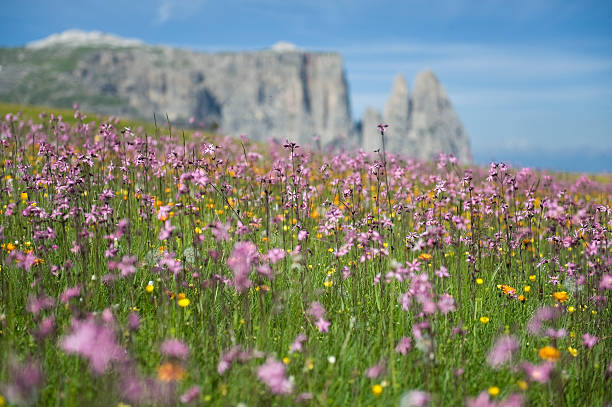 で blumenwiese südtirol auf der サイザーアルム - travel seiseralm mountain european alps ストックフォトと画像