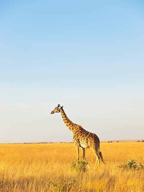 istock Single giraffe in a savannah with clear sky 171253481