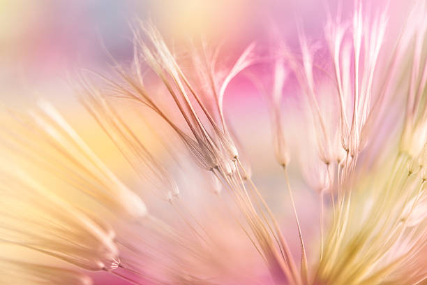 민들레 seed (시드) - nature flower abstract dandelion 뉴스 사진 이미지