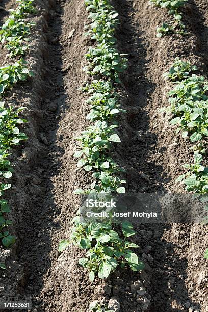 Potato Plant Stock Photo - Download Image Now - Agricultural Field, Agriculture, Botany