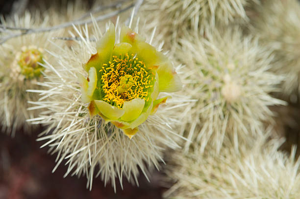 flor de cactus cholla plateado - cactus blooming southwest usa flower head fotografías e imágenes de stock