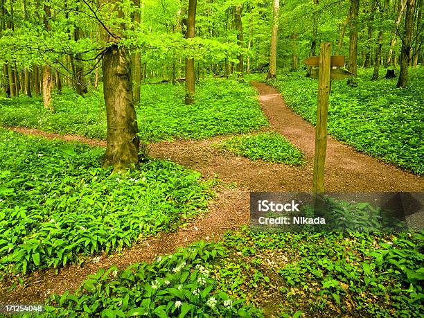 Photo libre de droit de Chemin De Terre À Travers Forêt De Hêtre banque d'images et plus d'images libres de droit de Forêt - Forêt, Voie piétonne, Allemagne