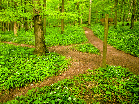 Forest Path