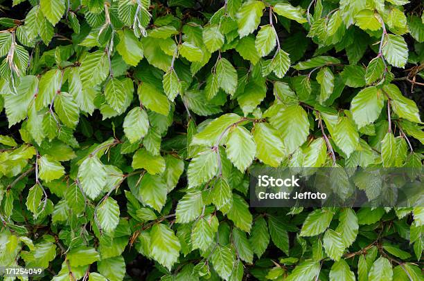 Foto de Faia Fresco Folhas e mais fotos de stock de Crescimento - Crescimento, Faia - Árvore de folha caduca, Flora