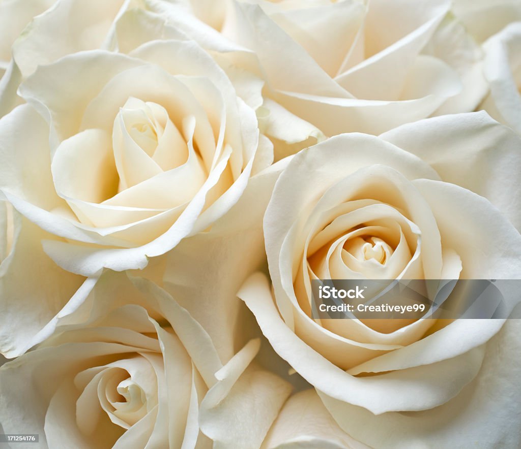 White rose - Foto stock royalty-free di Rosa - Fiore