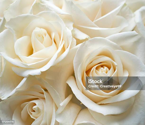 White Rose - Fotografie stock e altre immagini di Rosa - Fiore - Rosa - Fiore, Bianco, Fiore