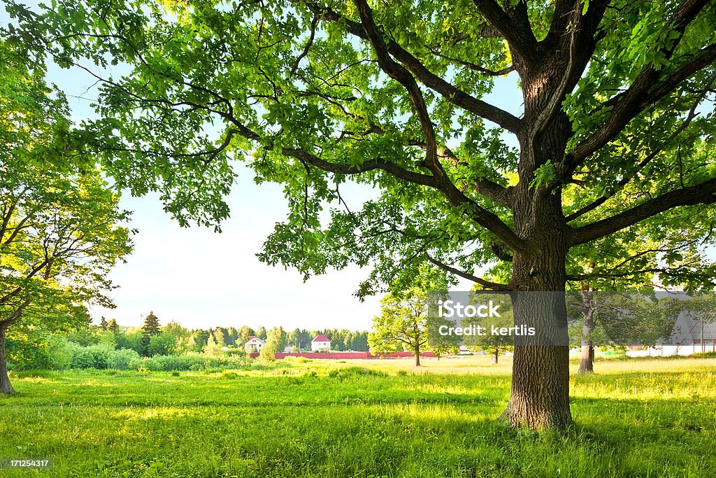 Paisaje de primavera verde - Foto de stock de Aire libre libre de derechos