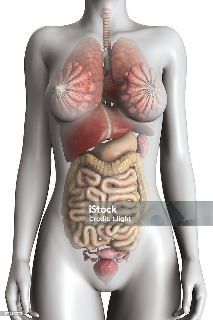 Modello di anatomia femminile - Foto stock royalty-free di Anatomia umana