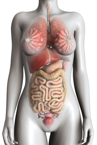 Esophagus And Stomach concept with trachea as a human organ representing swallowing or sore throat and digestive symptoms with 3D illustration elements.