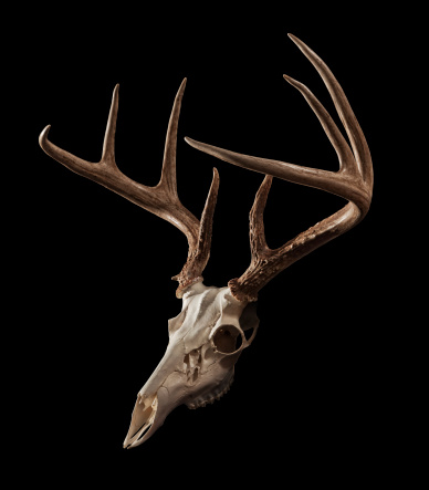 Whitetail Deer skull on a black background, with clipping path included.