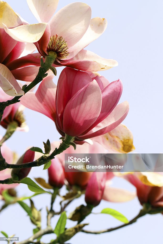 Reihe von Blüten - Lizenzfrei Ast - Pflanzenbestandteil Stock-Foto