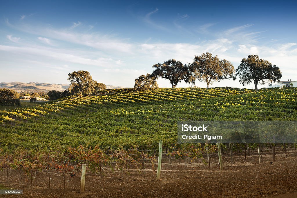 Vignoble de raisin sur la vigne - Photo de Vignoble libre de droits