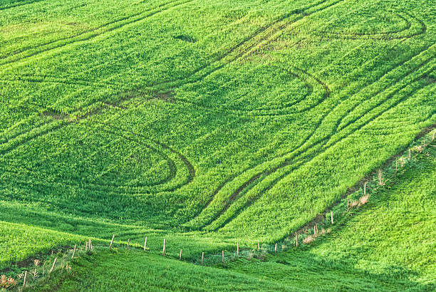 istock Green field close up in Tuscany 171254692