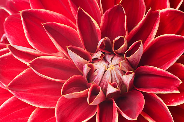 Red Dahlia in summer garden