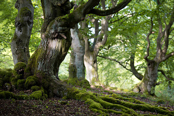 old beech forest in spring "Old beech trees in the morning sun. Roots and the tree trunks covered with moss.Taken with open aperture to reduce DOF.Taken in a forest called Halloh (near Bad Wildungen, Germany).See also my lightbox Trees and forests" beech tree photos stock pictures, royalty-free photos & images