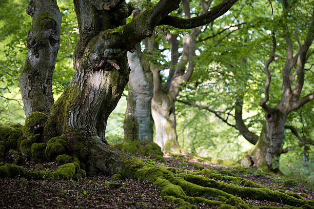 old beech forest in spring "Old beech trees in the morning sun. Roots and the tree trunks covered with moss.Taken with open aperture to reduce DOF.Taken in a forest called Halloh (near Bad Wildungen, Germany).See also my lightbox Trees and forests" old tree stock pictures, royalty-free photos & images