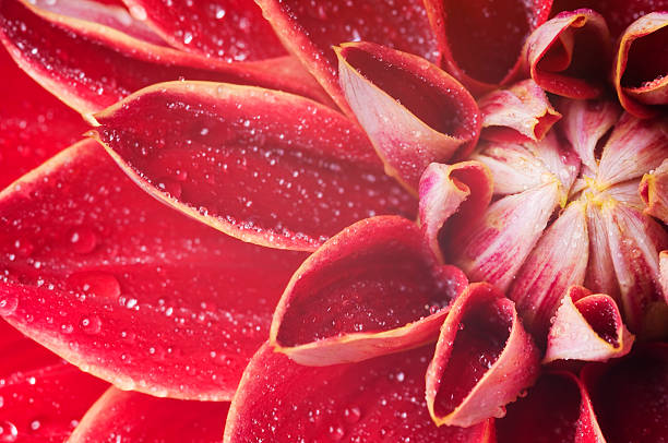 Water drops on blossom buds of a Dahlia. Close-up.