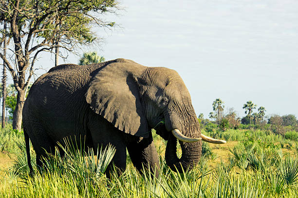 istock African elephant in the Okavango delta 171254893