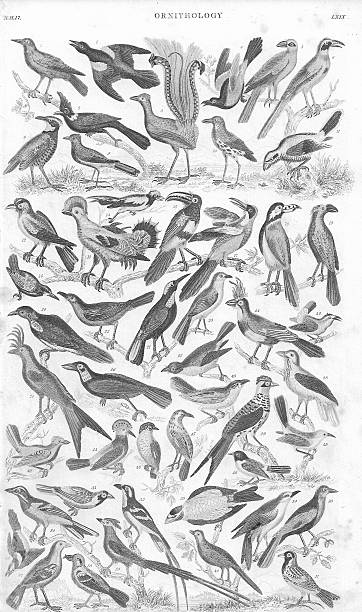 istock Ornithology old litho print from 1852 171254919