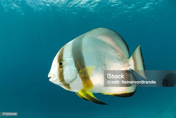 Batfish Portrait Stock Photo - Download Image Now - Animal, Animals In The Wild, Batfish - Platax