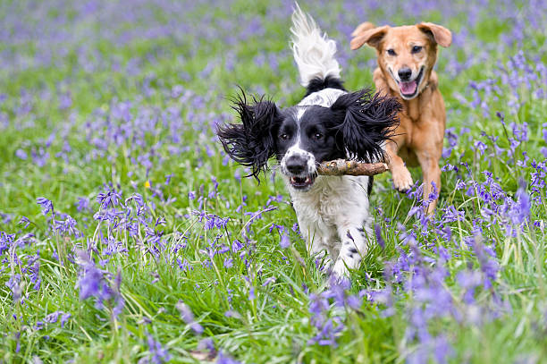 trabaja conmigo si puede - two dogs fotografías e imágenes de stock