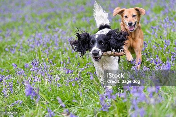 Photo libre de droit de Attrapezmoi Si Vous Le Pouvez banque d'images et plus d'images libres de droit de Chien - Chien, Jouer, S'amuser